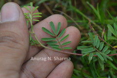 Indigofera karnatakana